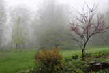 Spring Fog